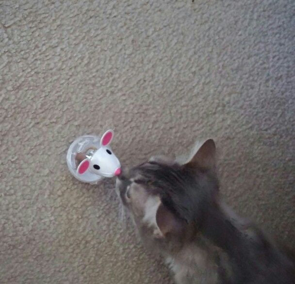 Pet Leaking Device Mouse Tumbler Funny Cat Interactive Toy