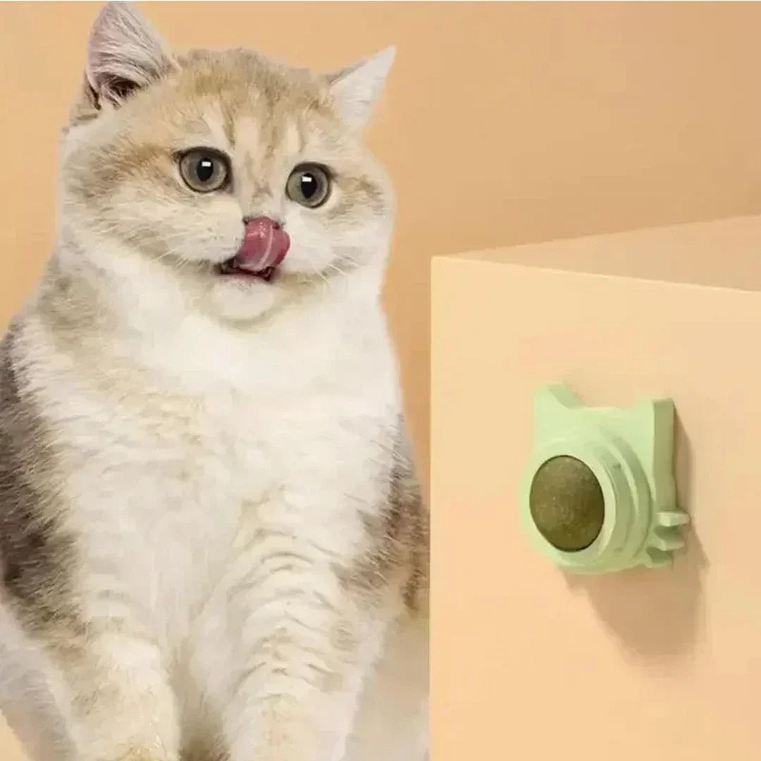 Interactive Catnip Wall Ball Toy-2